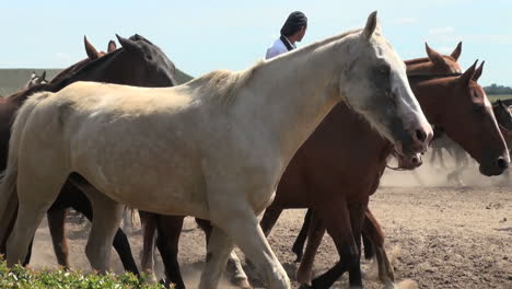 Argentine-Estancia-Horses-Editorial
