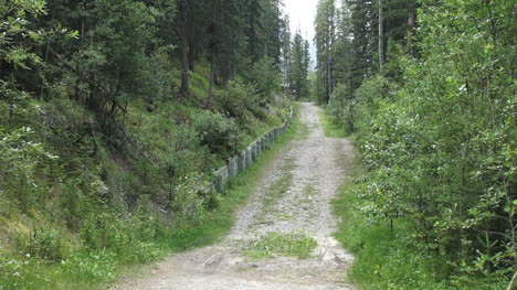 Canada-Alberta-lane-through-woods-s