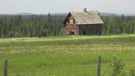 Kanada-Alberta-Verlassenes-Blockhaus