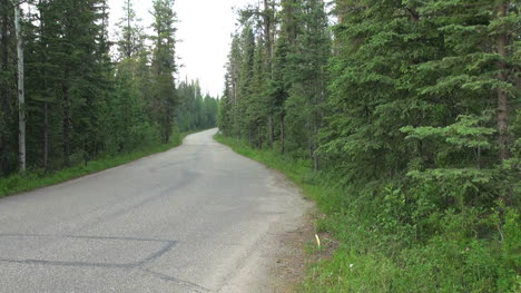 Kanada-Alberta-Waldstraße-Forest