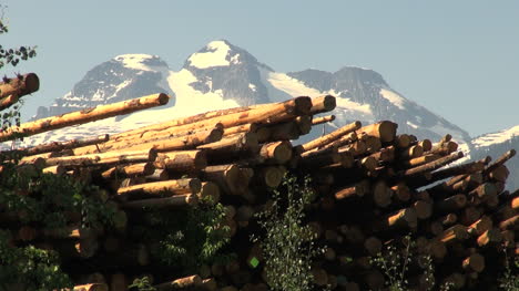 British-Columbia-Revelstoke-logs-close-up