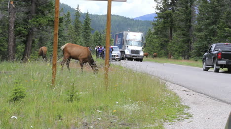 Canada-Jasper-National-Park-elk-and-tourists-c