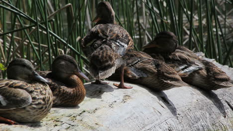 British-Okanagan,-BC-ducks-on-log