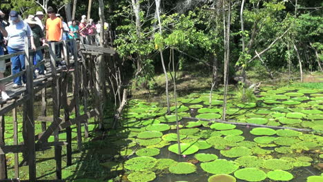 Amazon-water-lilies-and-tourists