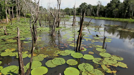 Amazon-water-lilies-and-dead-trees