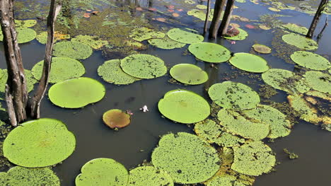Amazon-giant-water-lilies