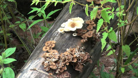 Several-mushrooms-on-log-s