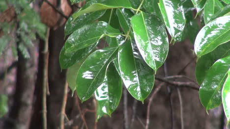 Amazonaswasser-Auf-Blättern