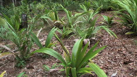 Plantas-De-Jardín-Amazónico-En-Crecimiento