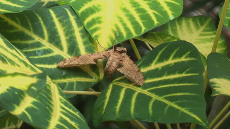 Amazon-jungle-moth-on-leaf