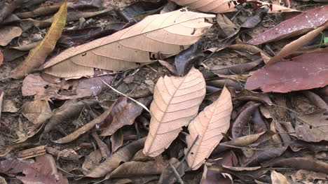 Tote-Blätter-Auf-Dem-Boden