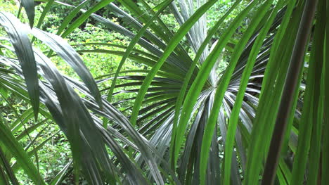 Amazon-palmetto-leaves