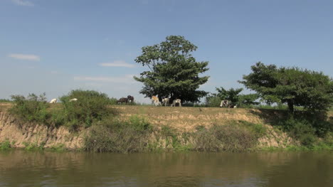 Brazil-Amazon-backwater-near-Santarem-backwater-bank-with-cows-s