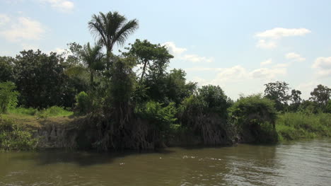 Brazil-Amazon-backwater-palm-on-bank
