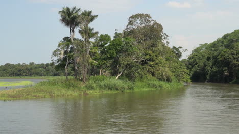 Brazil-Amazon-backwater-bank-bird-flies