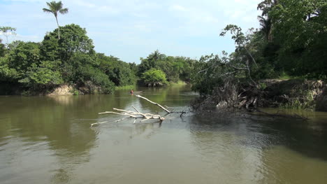 Brazil-Amazon-backwater-near-Santarem-river-edge-tree-in-water-and-canoe-s