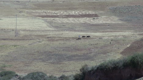 Hombre-Peru-Con-Vacas