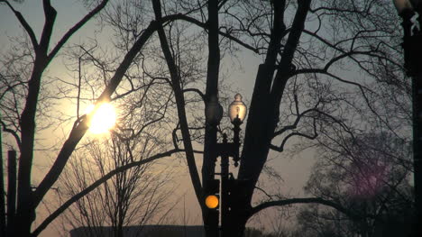 Sun-through-branches-with-traffic-light