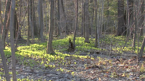 Ohio-forest-floor-in-spring