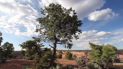 Arizona-Canyon-de-Chelly-tree-at-Face-Rock-overlook