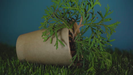 Maceta-Biodegradable-Con-Planta-Viva-Verde-Fuerte-Y-Saludable