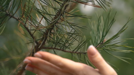 A-Woman's-Hands-Caress-The-Pine-Tree's-Branches