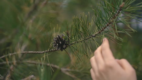 A-Woman's-Hands-Caress-The-Pine-Tree's-Branches-1