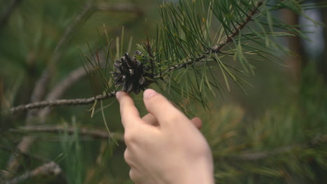A-Woman's-Hands-Caress-The-Pine-Tree's-Branches-2
