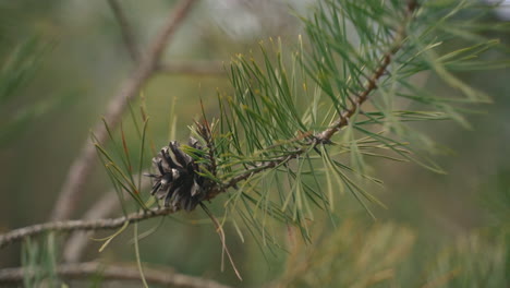 Close-Up-Of-A-Pine-Tree-Branch