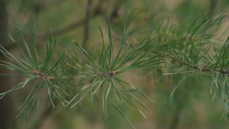 Close-Up-Of-A-Pine-Tree-Branch-1