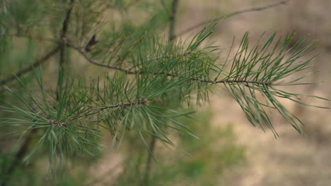 Close-Up-Of-A-Pine-Tree-Branch-2
