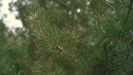 Close-Up-Of-A-Pine-Tree-Branch-3