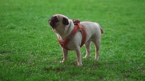 Portrait-Of-A-Pug-Standing-On-Grass-While-Its-Owner-Wiping-The-Dog-Face-With-Napkin