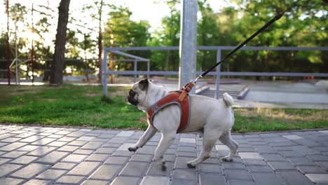 Side-View-Of-A-Pug-Running-In-The-Park-With-Unrecognizable-Female-Owner-Leading-The-Leash