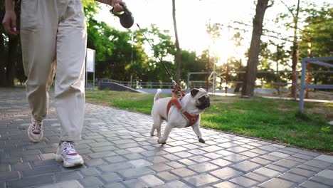 Funny-Pug-Running-In-The-Park-With-Unrecognizable-Female-Owner-Leading-The-Leash