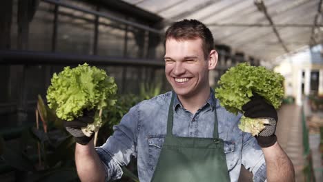 Overjoyed-Young-Seller-In-Green-Apron-Standing-In-A-Row-Of-Greenhouse,-Holding-In-Hands-Two-Piles-Of-Green,-Fresh-Salad-And-Making-Funny-Dance,-Smiling-And-Excited