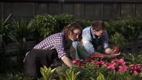 Two-Young-Farmers,-An-Agronomist-Or-A-Florist-Girl-In-A-Plaid-Work-Shirt-And-Both-In-Aprons-Are-Arranging-Green-Plants-In-The-Background-Of-A-Large-Bright-Greenhouse