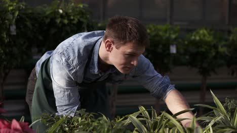Close-Up-Footage-Of-Young-Man-Florist-Working-In-Greenhouse-Caring-For-Flowers