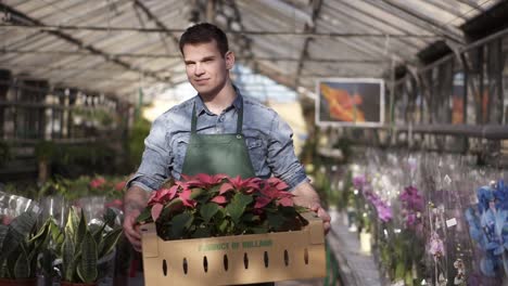 Handsome,-Tall-Male-Gardener-In-Shirt-And-Green-Apron-Carrying-Carton-Box-With-Pink-Flowers-Plants-While-Walking-Between-Raised-Flowers-In-A-Row-Of-Indoors-Greenhouse