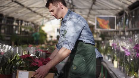 Handsome,-Smiling-Male-Gardener-In-Shirt-And-Green-Apron-Carrying-Carton-Box-With-Pink-Flowers-Plants-While-Walking-Between-Raised-Flowers-In-A-Row-Of-Indoors-Greenhouse-And-Place-It-On-A-Table