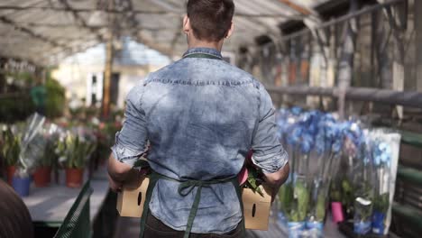 Rare-View-Of-A-Tall-Male-Gardener-In-Blue-Shirt-And-Green-Apron-Carrying-Carton-Box-With-Pink-Flowers-Plants-While-Walking-Between-Raised-Flowers-In-A-Row-Of-Indoors-Greenhouse