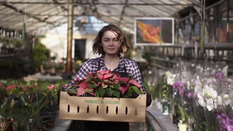 Beautiful,-European-Female-Gardener-In-Plaid-Shirt-And-Black-Apron-Carrying-Carton-Box-With-Pink-Flowers-Plants-While-Walking-Between-Raised-Flowers-In-A-Row-Of-Indoors-Greenhouse