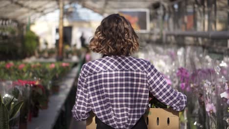 Rare-View-Of-Female-Gardener-In-Plaid-Shirt-And-Black-Apron-Carrying-Carton-Box-With-Pink-Flowers-Plants-While-Walking-Between-Raised-Flowers-In-A-Row-Of-Indoors-Greenhouse
