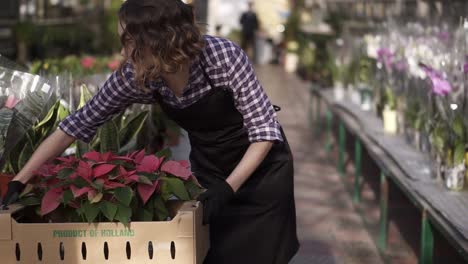 Smiling-Female-Gardener-In-Plaid-Shirt-And-Black-Apron-Carrying-Carton-Box-With-Pink-Flowers-Plants-While-Walking-Between-Raised-Flowers-In-A-Row-Of-Indoors-Greenhouse-And-Place-It-On-A-Table
