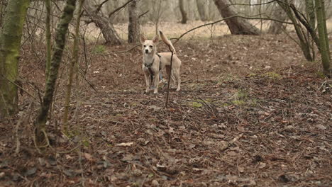 A-Small-Dog-Standing-In-A-Forest