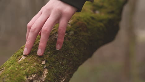 Someone-Runs-His-Fingers-Through-The-Moss-Of-A-Forest-Trunk