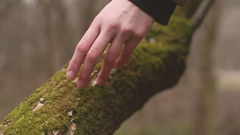 Someone-Caresses-The-Moss-Of-A-Forest-Trunk