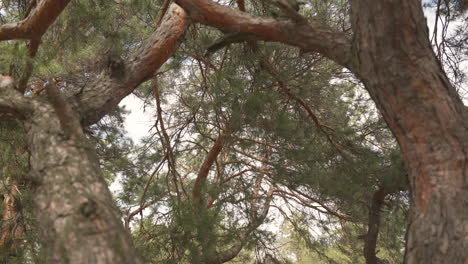 Detail-Of-The-Branches-Of-Some-Pine-Trees