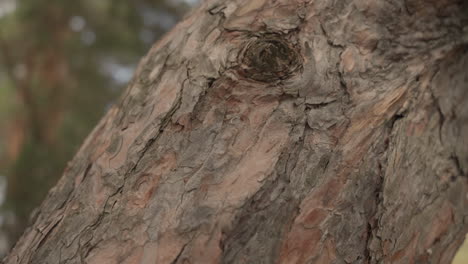 Detail-Of-The-Texture-Of-The-Trunk-Of-A-Pine-Tree