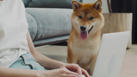 A-Cute-Dog-Watches-As-His-Unrecognizable-Owner's-Hands-Work-On-The-Computer-Keyboard